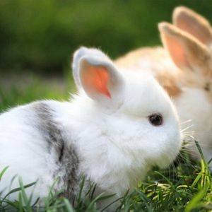 Meet your Posher, Morrison